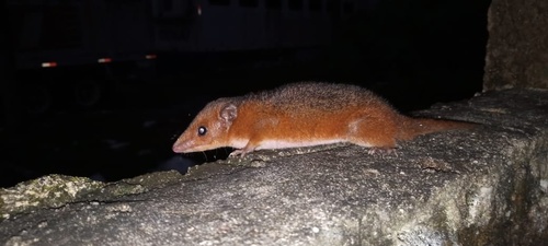 Arlindo's Short-tailed Opossum (Monodelphis arlindoi) — Data Deficient Mammalia