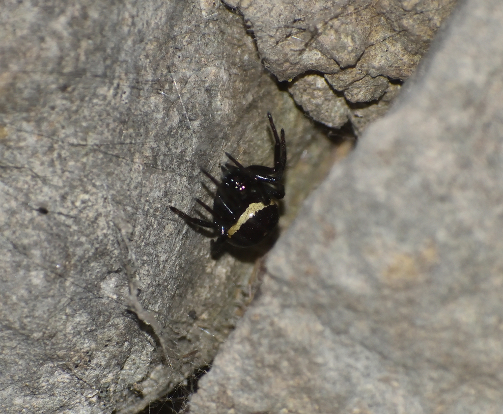 Mediterranean false black widow from Malta on January 08, 2021 at 0951 PM by Clive Muscat