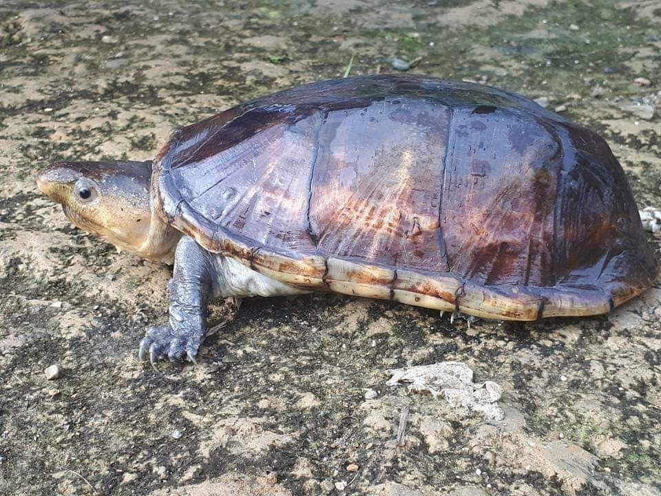 Dunn's Mud Turtle by Kleyder Copette · iNaturalist