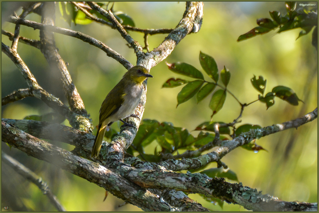Yellow-necked Greenbul photo