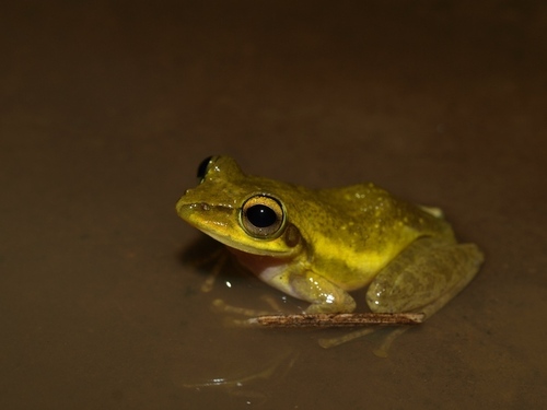 Dumeril's Bright-eyed Frog