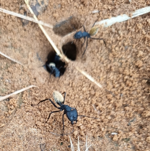 Karoo Balbyter Ant