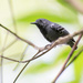 Myrmotherula minor - Photo (c) Joao Quental, todos los derechos reservados, uploaded by Joao Quental