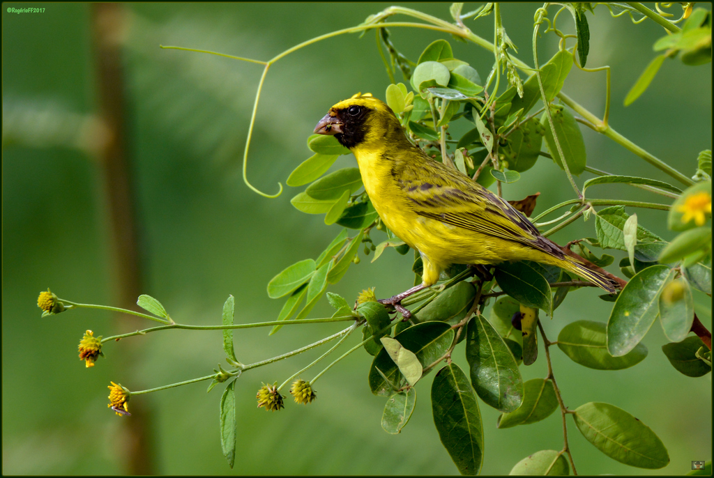 Black-faced Canary photo