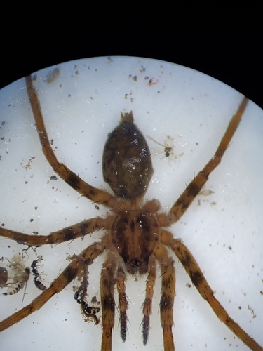 Odo agilis
