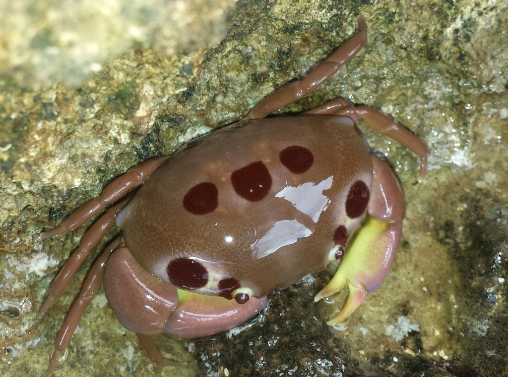 Spotted Reef Crab from Oahu on March 1, 2014 at 10:47 AM by Jahnyah ...