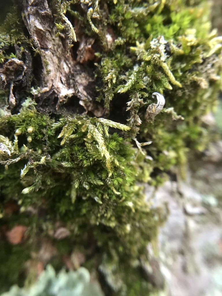 mosses from Rutgers Ecological Preserve, Highland Park, NJ, US on March ...