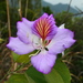 Bauhinia variegata - Photo (c) K W Liu, όλα τα δικαιώματα διατηρούνται, uploaded by K W Liu