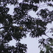 Square