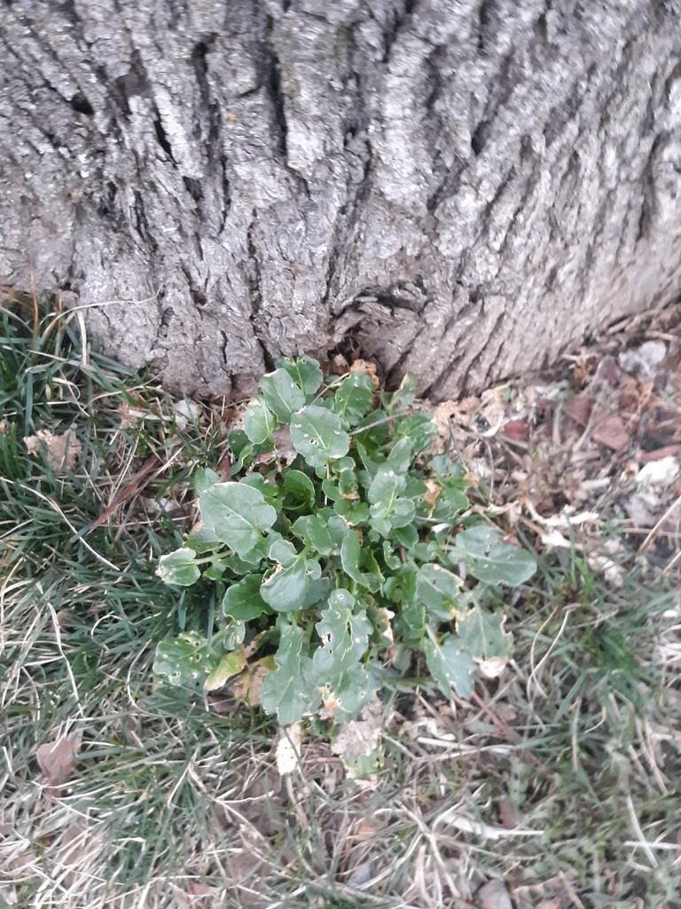 bitter wintercress from Walgreens on March 25, 2021 at 0644 PM by