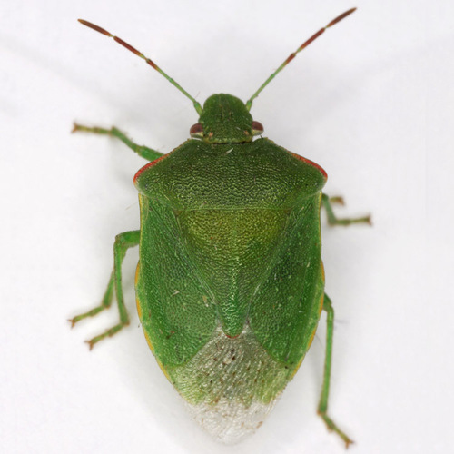 Red-shouldered Stink Bug (Thyanta pallidovirens) · iNaturalist