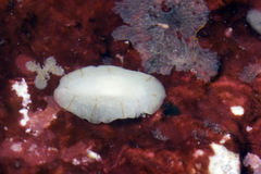 Image of Phyllidia larryi