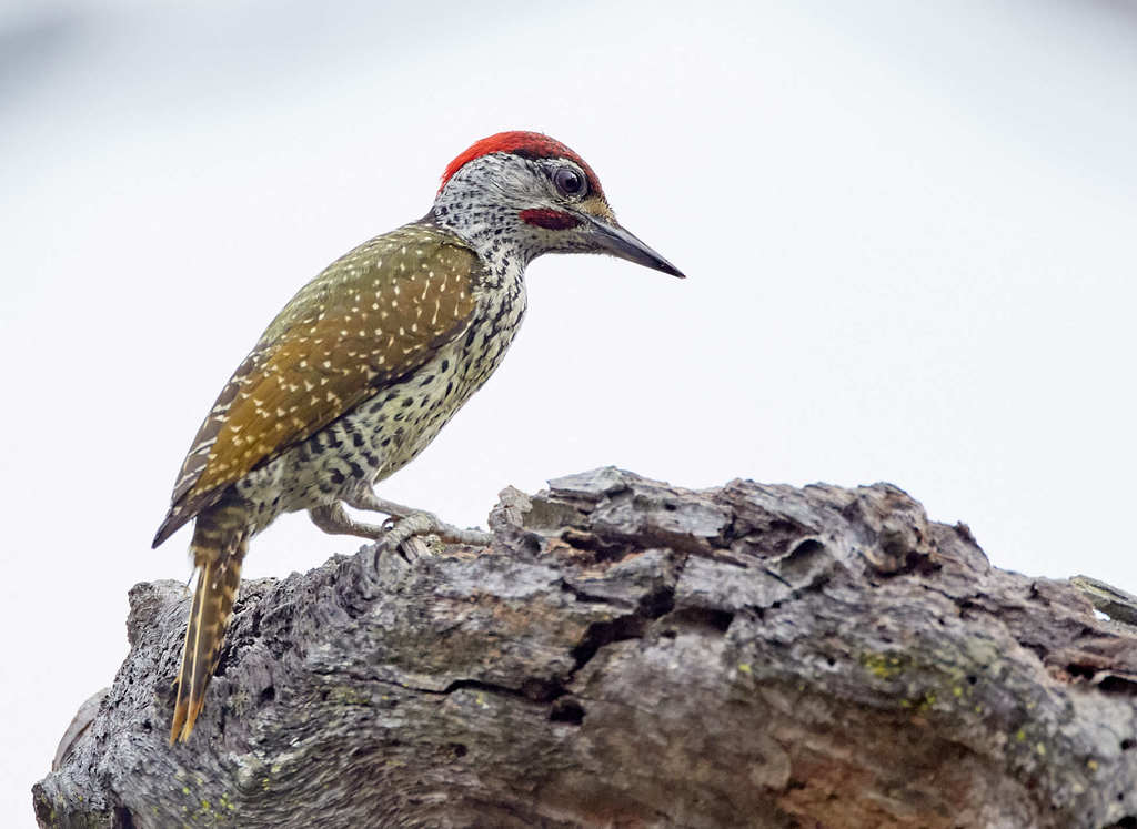 Golden-tailed Woodpecker (Campethera abingoni) photo