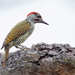 Golden-tailed Woodpecker - Photo (c) Philip Herbst, all rights reserved, uploaded by Philip Herbst