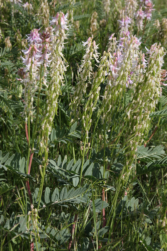 Astragalus bisulcatus var. bisulcatus