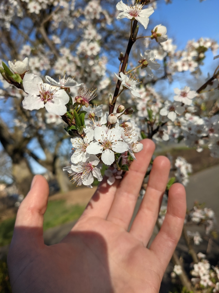 Plums Cherries And Allies From Victoria Bc V R C Canada On March