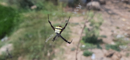 Signature Spider