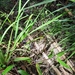 斑點小頭蛇 - Photo 由 James Tuason 所上傳的 (c) James Tuason，保留所有權利
