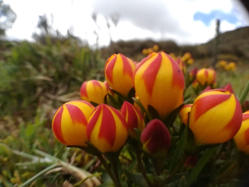 Gentianella hirculus (Griseb.) Fabris