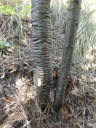 Mexican alder