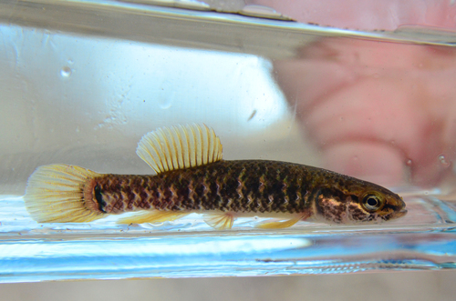 Central Mudminnow
