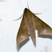 Xylophanes hannemanni - Photo (c) Lev Frid, all rights reserved