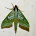 Xylophanes belti - Photo (c) Lev Frid, all rights reserved