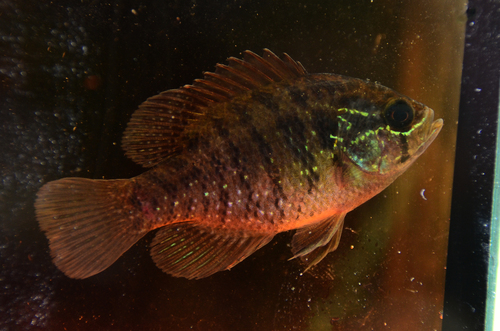 How to identify Enneacanthus obesus (Girard, 1854)