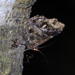 Lacera procellosa - Photo (c) WK Cheng, todos los derechos reservados, subido por WK Cheng
