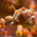 Observation photo