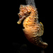 Observation photo