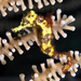 Observation photo