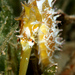 Observation photo