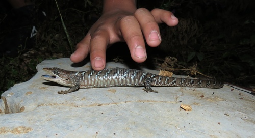 Smooth-headed Alligator Lizard