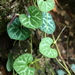 Aristolochia orbicularis - Photo (c) Mané Salinas Rodríguez, todos os direitos reservados, uploaded by Mané Salinas Rodríguez