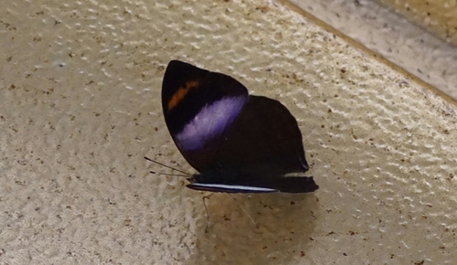 African leaf butterfly