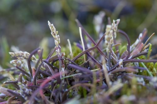 icegrass (Phippsia algida)
