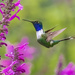 Sparkling-tailed Hummingbird - Photo (c) salomongp, all rights reserved