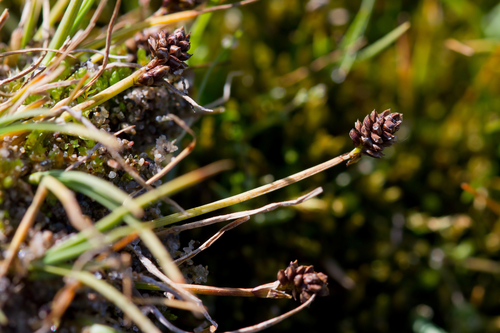 bear sedge (Carex ursina)