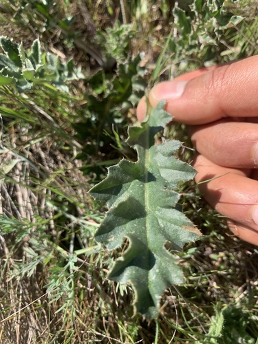 Alameda County Thistle foliage
