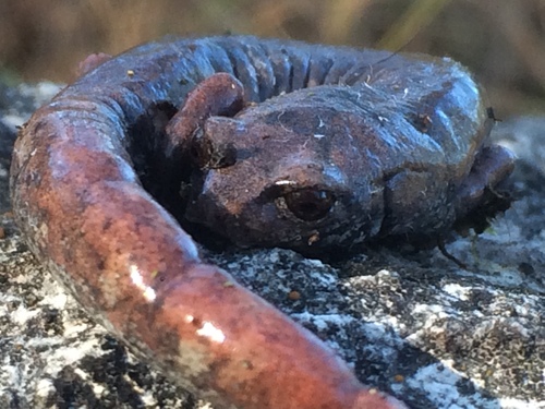 Chunky False Brook Salamander