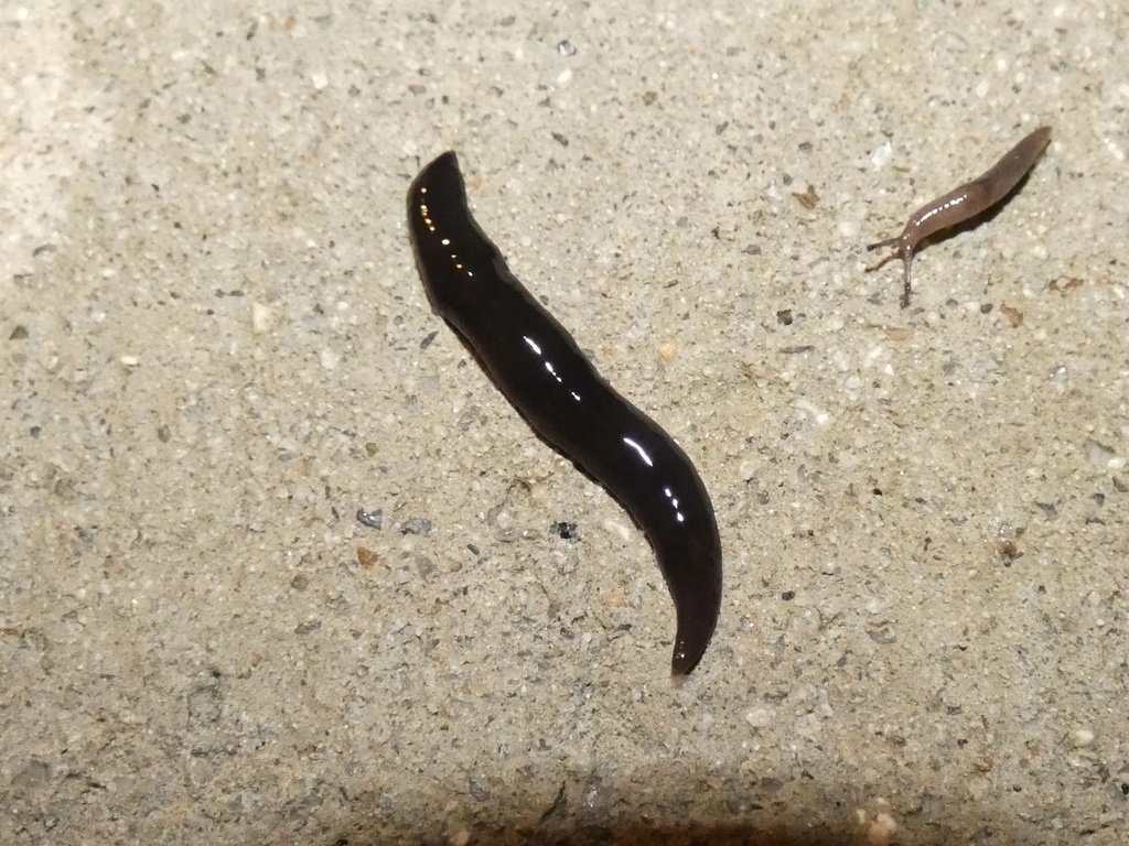 Obama Flatworm from Johns Island, Charleston, SC, US on March 26, 2021 ...