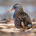 Water Rail - Photo (c) Manfred Hesch, all rights reserved, uploaded by Manfred Hesch