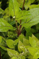 Image of Blainvillea dichotoma