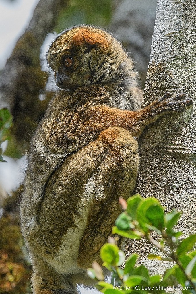 Peyrieras' Woolly Lemur (Avahi peyrierasi) · iNaturalist