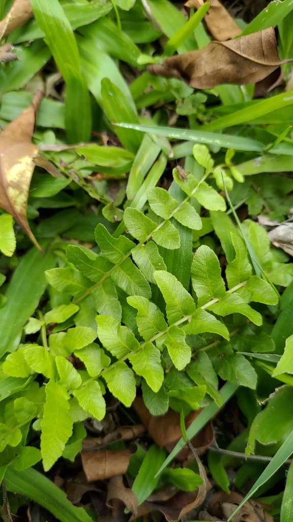 Ampelopteris prolifera (Ampelopteris prolifera)