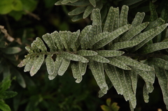 Pleopeltis tridens image