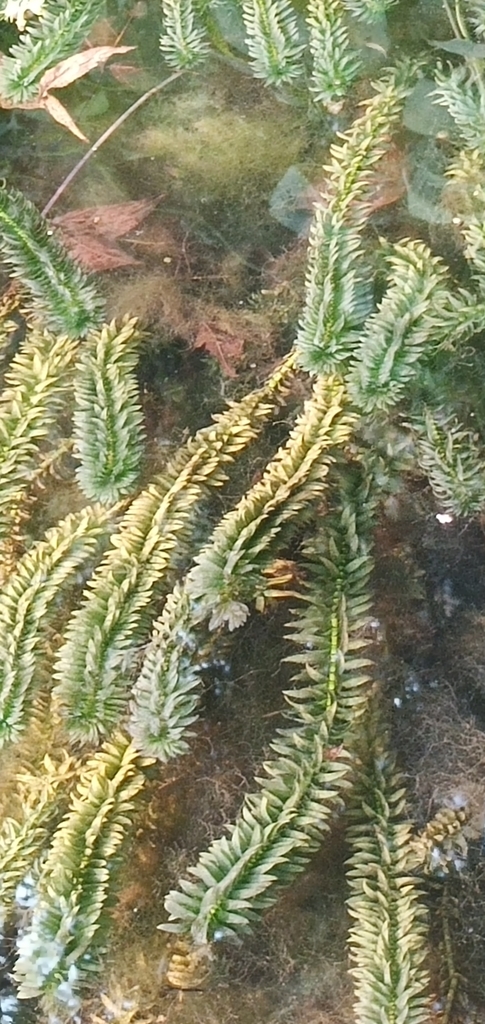 Brazilian waterweed from Chiayi County, TW-TA, TW on March 27, 2021 at ...