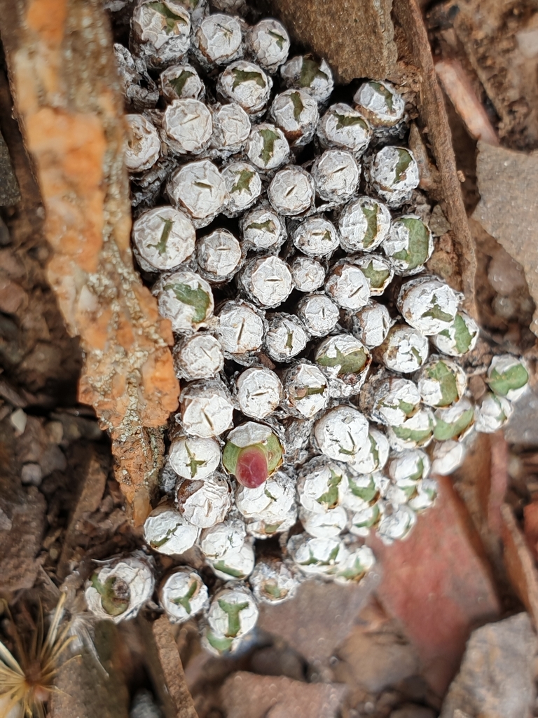 Conophytum joubertii in March 2021 by Nicky Mills · iNaturalist