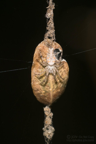 Bifurcate Trashline Orbweaver